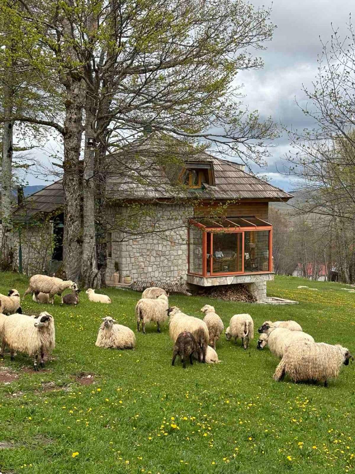 Green Forest Žabljak Zewnętrze zdjęcie