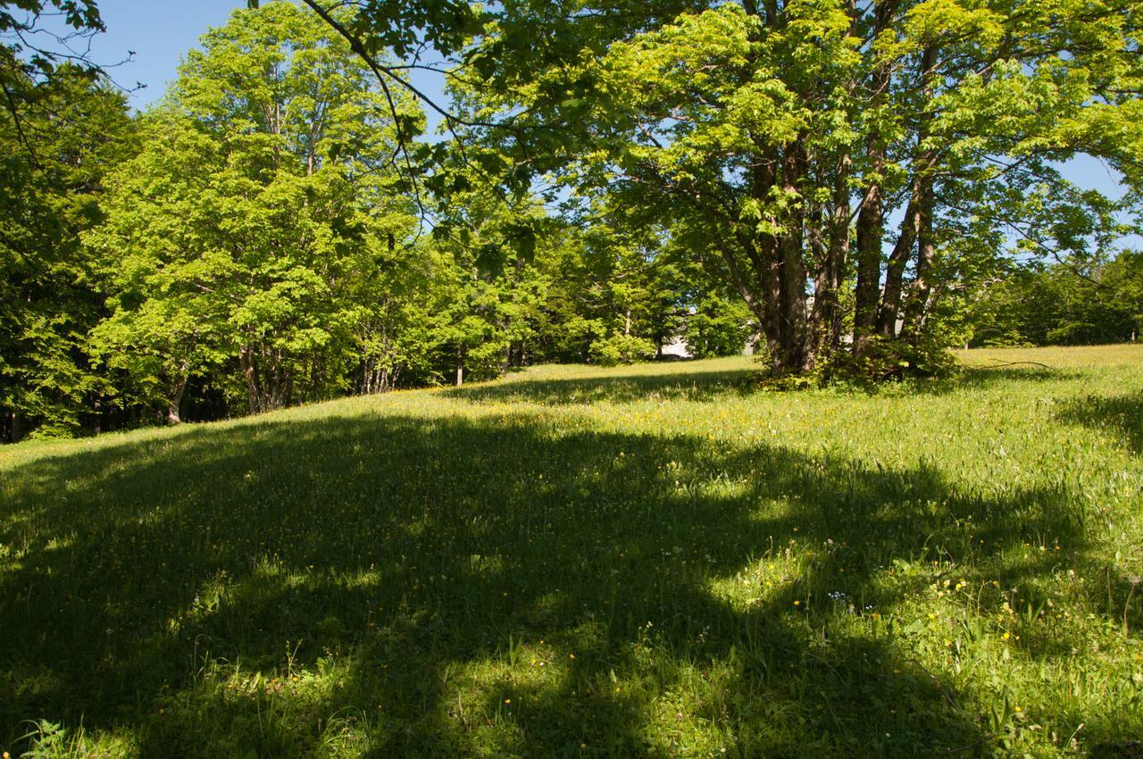 Green Forest Žabljak Zewnętrze zdjęcie
