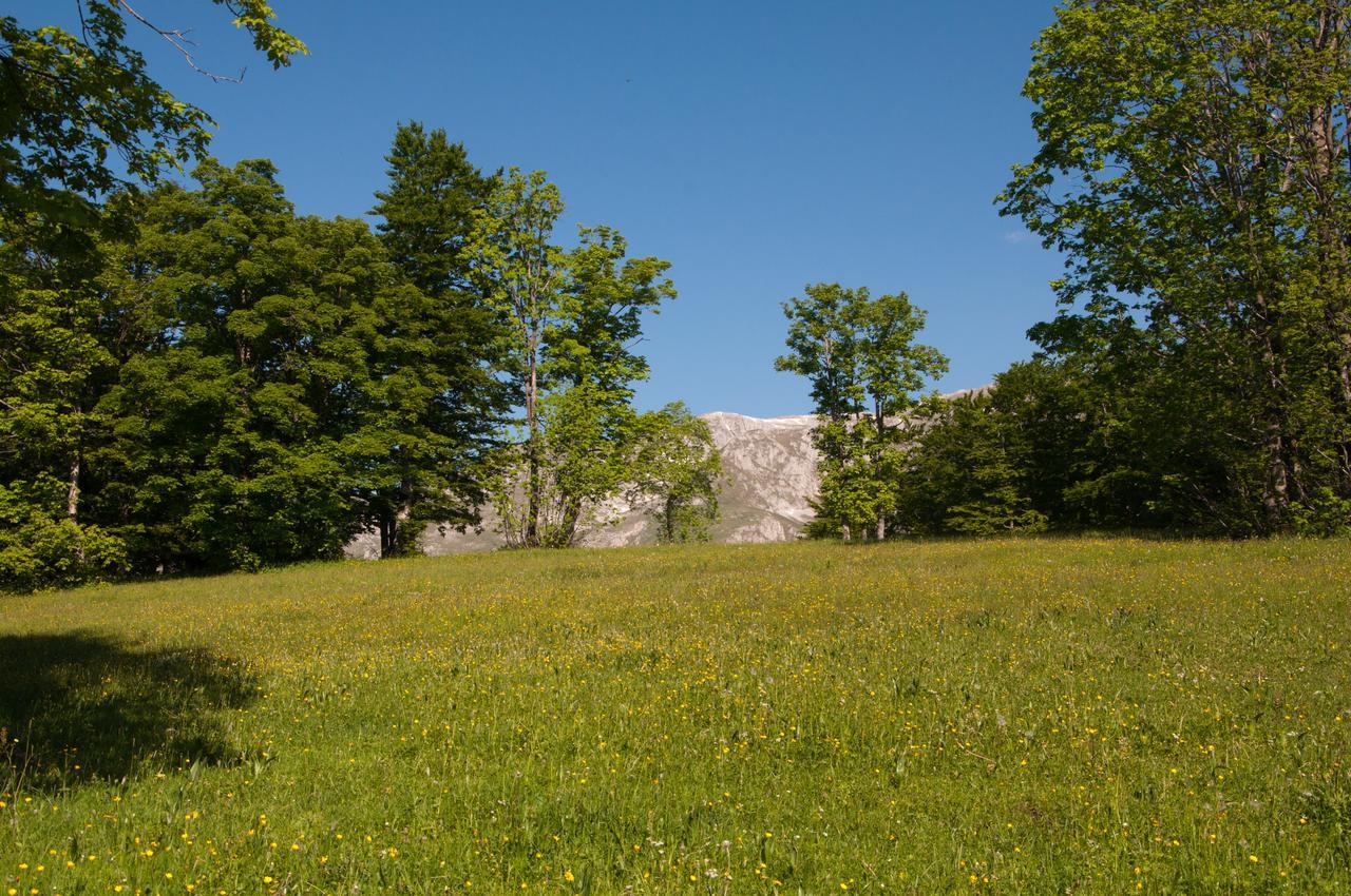 Green Forest Žabljak Zewnętrze zdjęcie