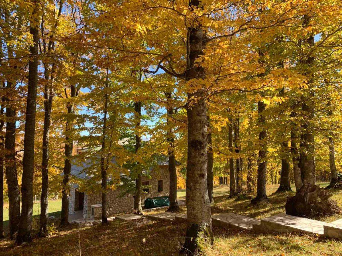 Green Forest Žabljak Zewnętrze zdjęcie